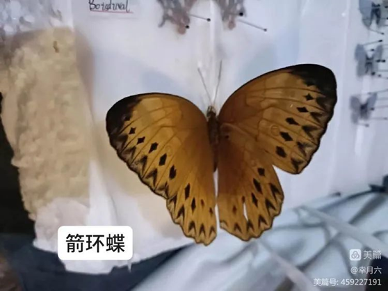 1655121428693833.png d69440538a8c880df0bbc449feb5827.png