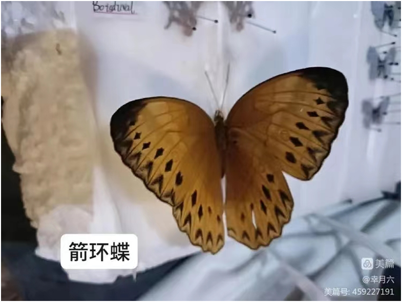 1654851740279450.png image.png